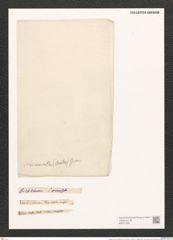 Nitzschia circumsuta (Bail.) Grun. (de-Toni-Nr.: Genus 47, Species 2037) Zeichnungen Sammlung Grunow (NHMW-BOT-W0371830)